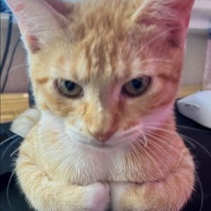 Meet your Posher, Nancy